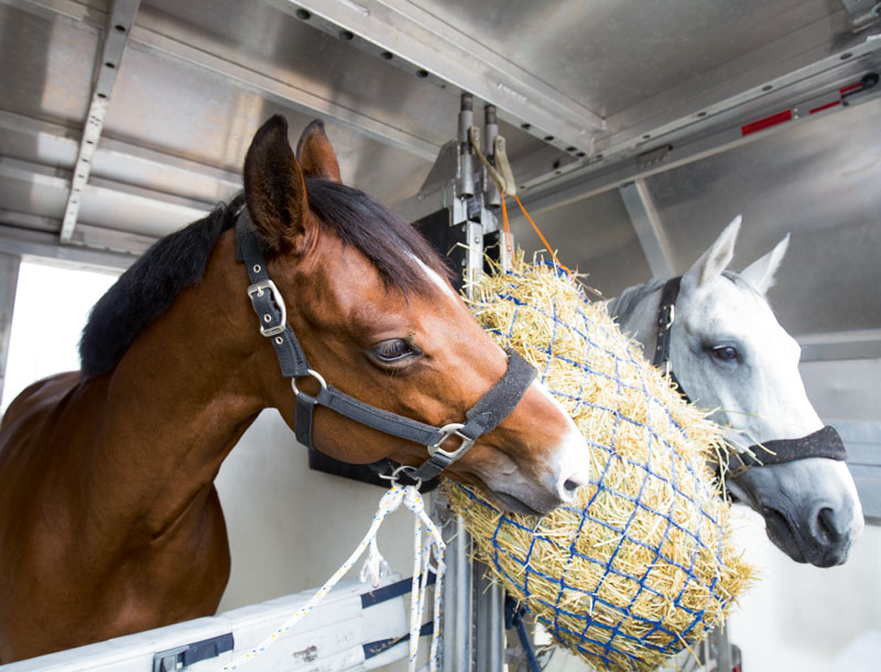 Lufthansa 2024 dog transport