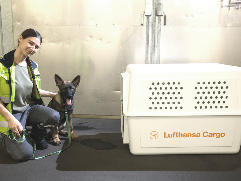 Flying with 2025 pets lufthansa