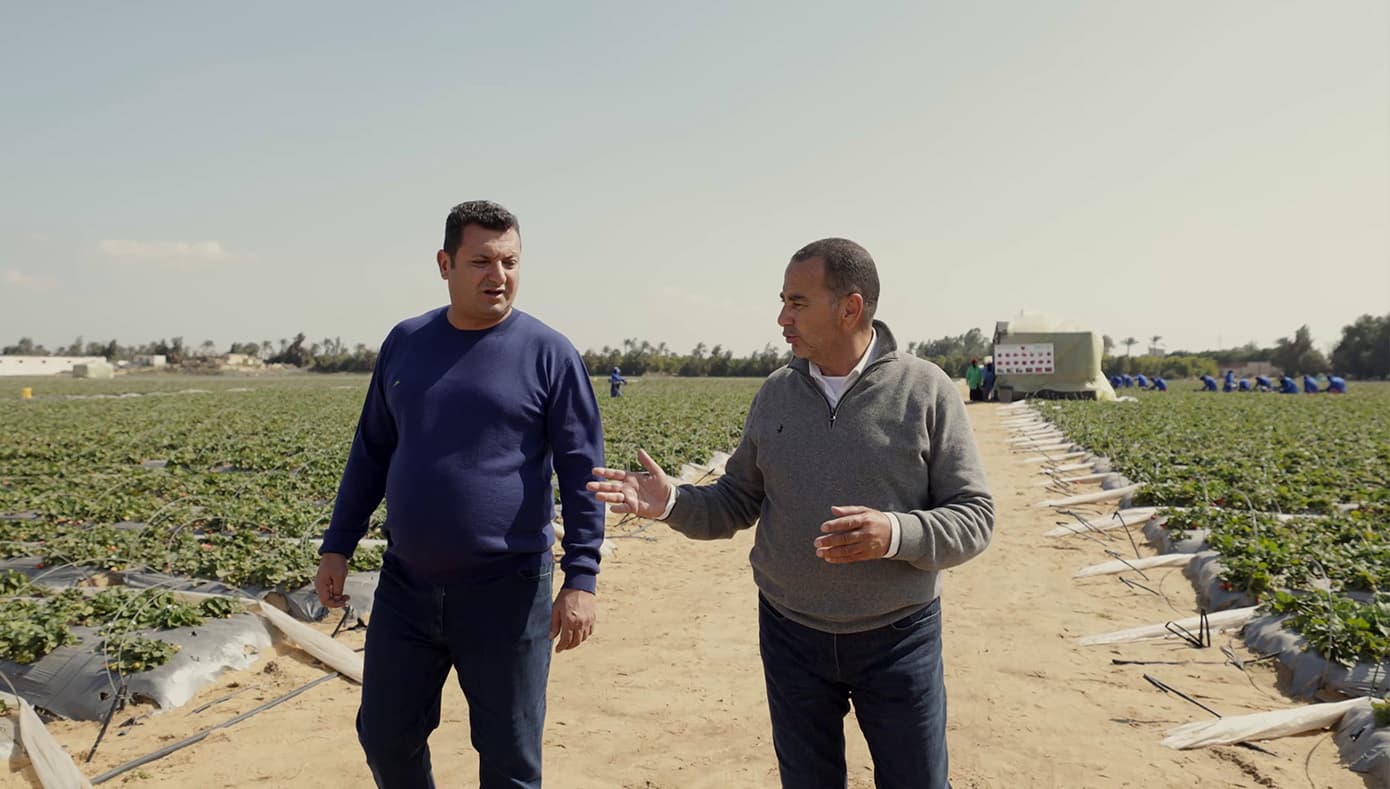Ahmed and Kamal talking logistics while visiting one of the strawberry farms.
