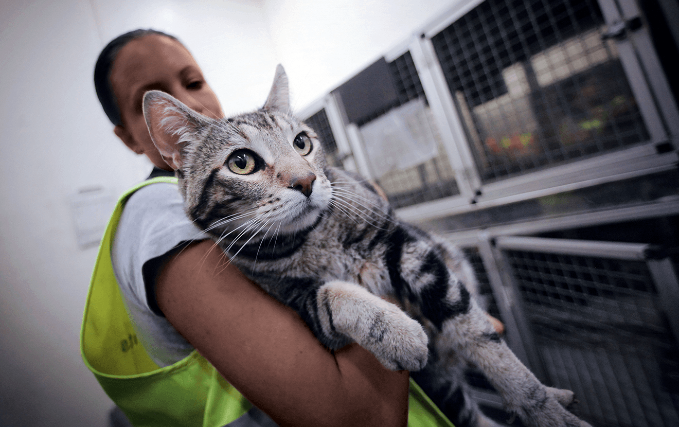 Lufthansa cargo sale pets