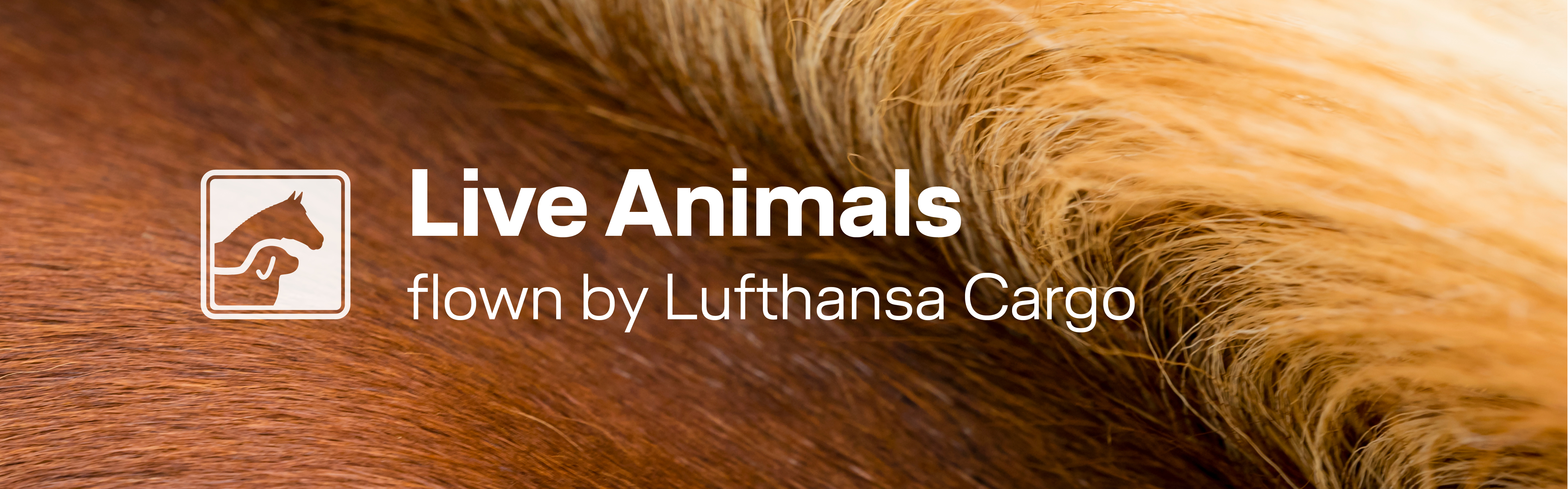 Live Animals Lufthansa Cargo